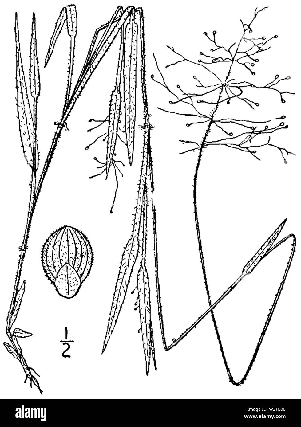 Dichanthelium acuminatum var fasciculatum (as Panicum implicatum) BB-1913 Stock Photo