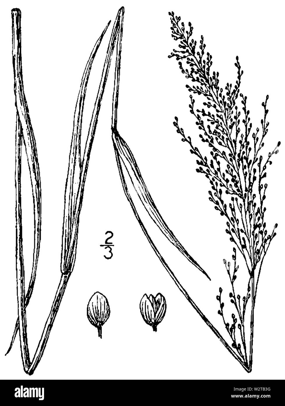 Dichanthelium acuminatum var densiflorum (as Panicum octonodum) BB-1913 Stock Photo