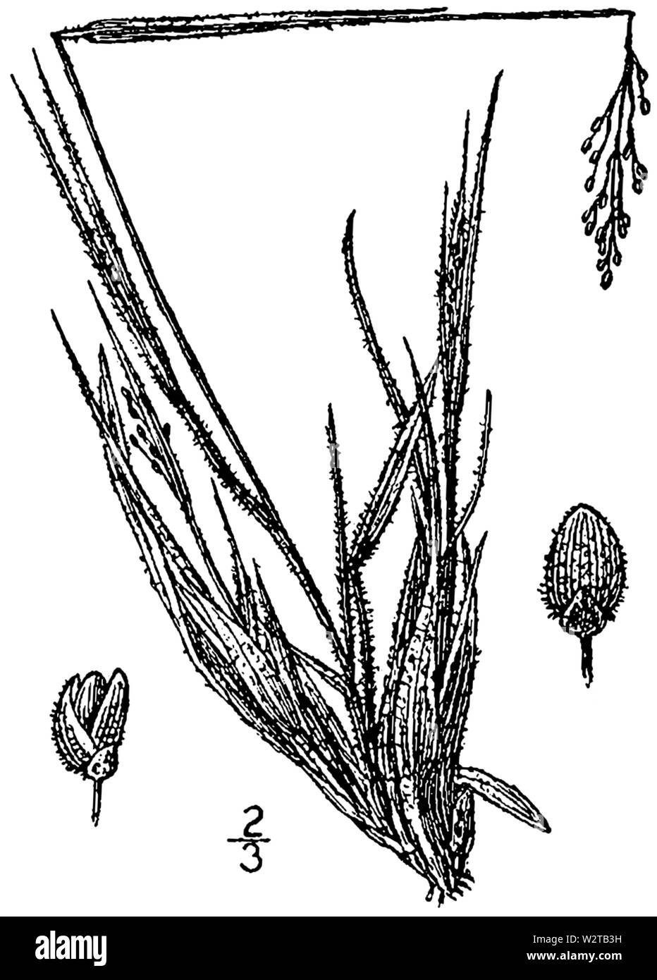 Dichanthelium acuminatum var acuminatum (as Panicum owenae) BB-1913 Stock Photo