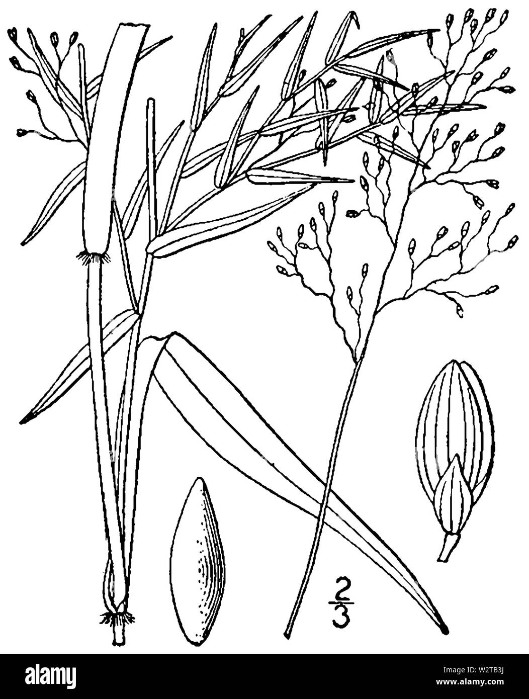 Dichanthelium dichotomum var ramulosum (as Panicum microcarpon Muhl ex Elliott, non Muhl) BB-1913 Stock Photo