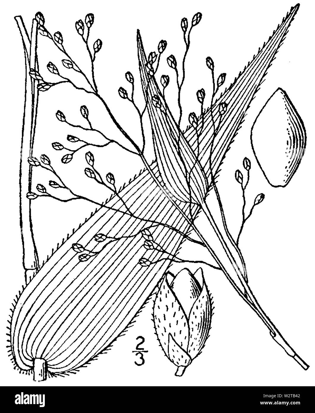 Dichanthelium latifolium (as Panicum latifolium) BB-1913 Stock Photo