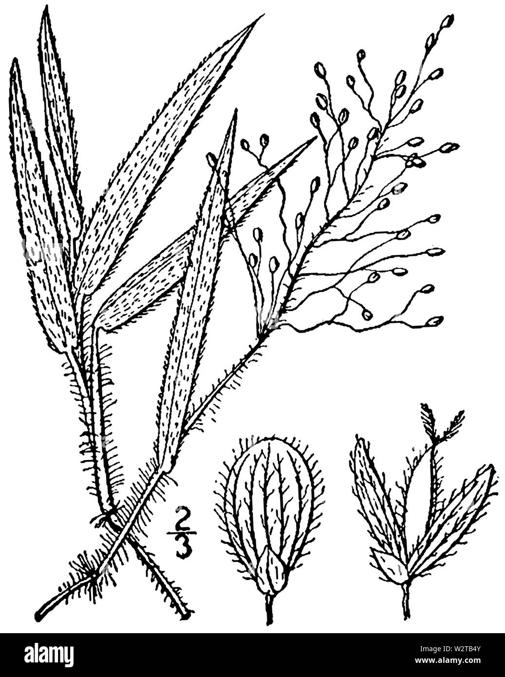 Dichanthelium acuminatum var fasciculatum (as Panicum huachucae) BB-1913 Stock Photo