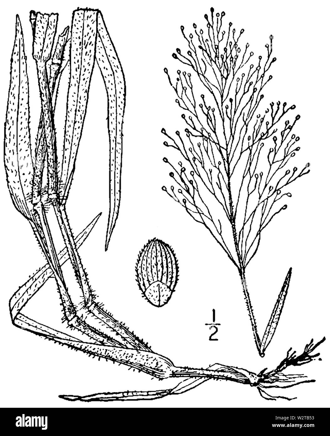 Dichanthelium acuminatum var fasciculatum (as Panicum lanuginosum Elliot) BB-1913 Stock Photo