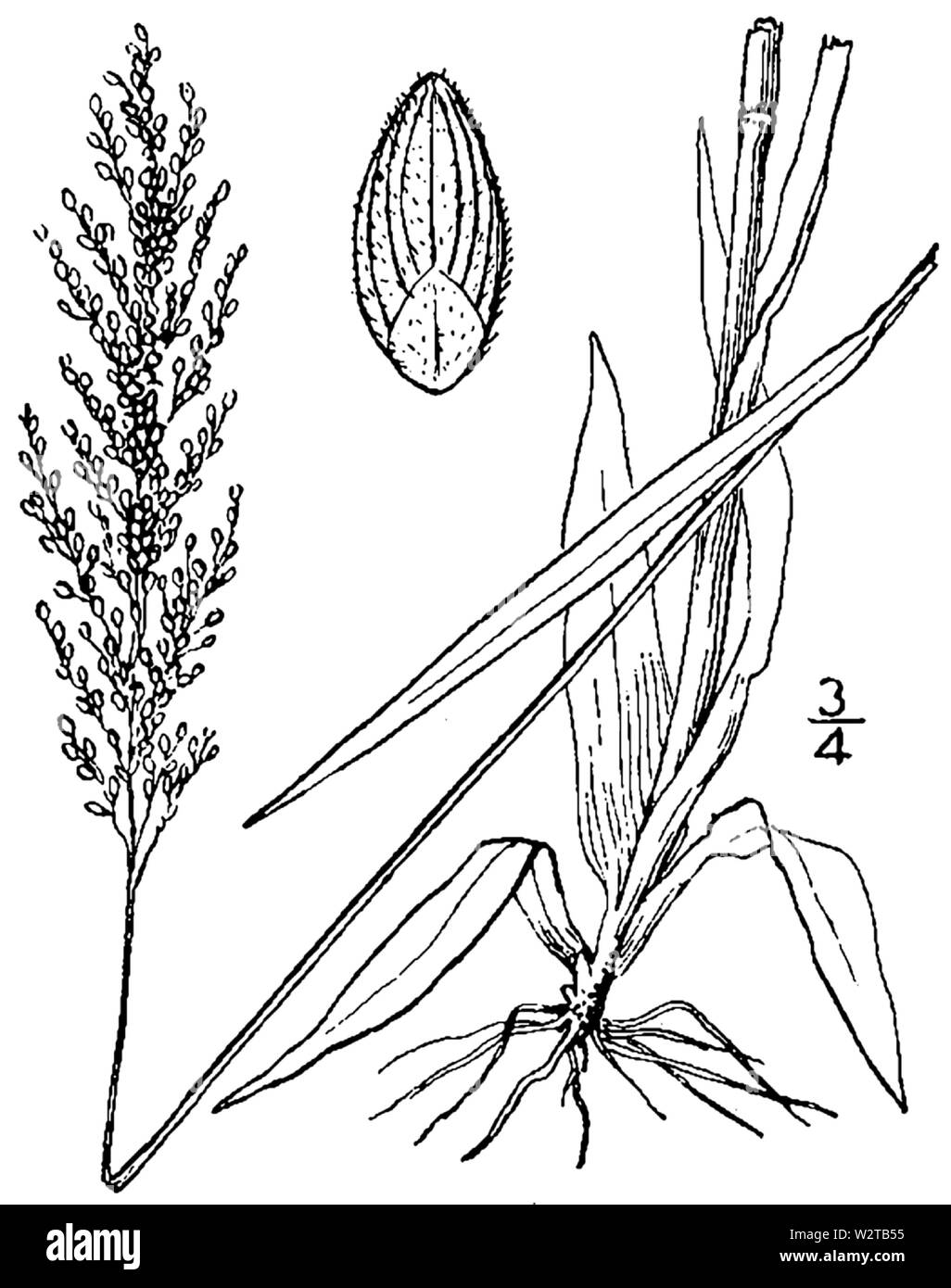 Dichanthelium acuminatum var densiflorum (as Panicum spretum) BB-1913 Stock Photo