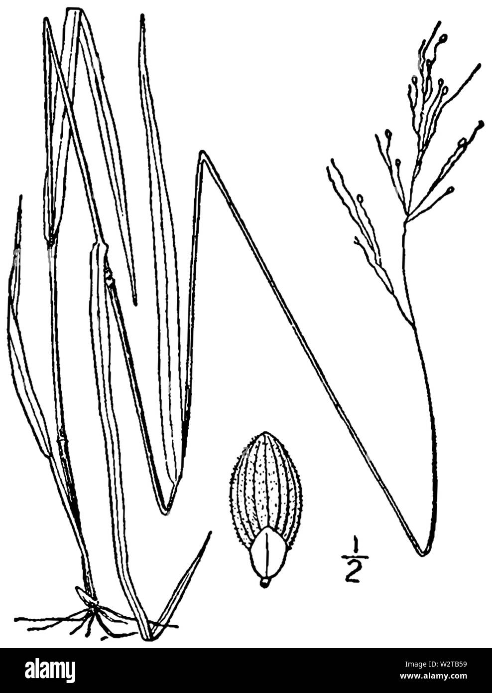 Dichanthelium linearifolium (as Panicum werneri) BB-1913 Stock Photo