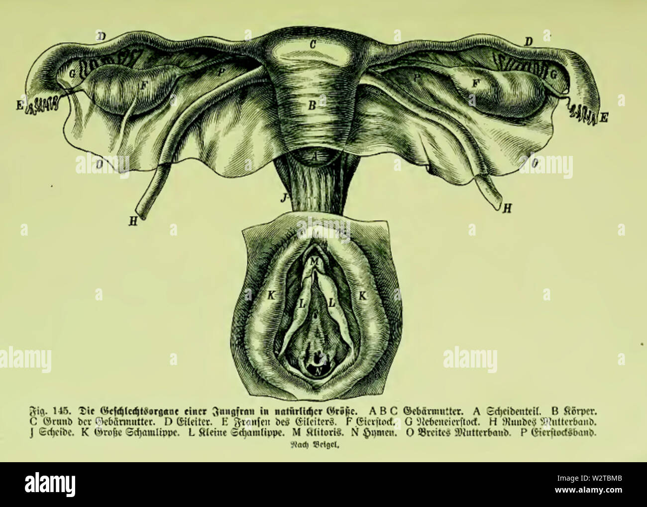Die Frau Als Hausarztin 1911 145 Die Geschlechtsorgane Einer Jungfrau In Naturlicher Grosse Stock Photo Alamy