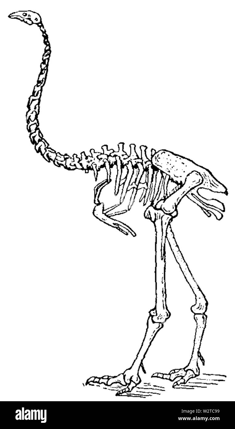 Скелет страуса рисунок