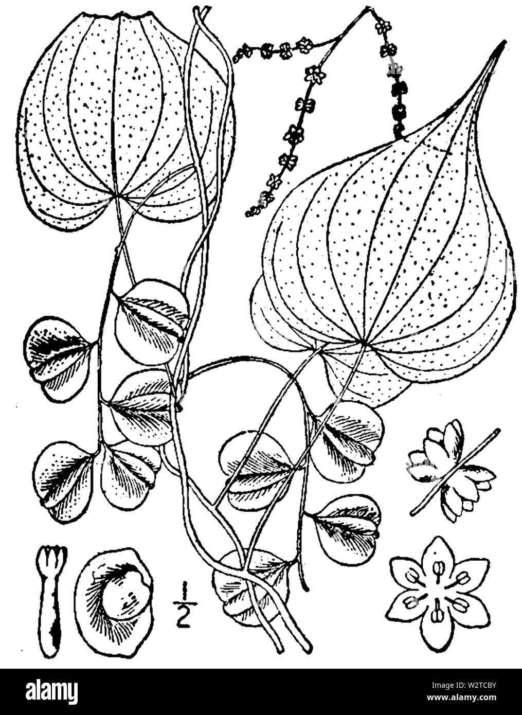 Botanical illustration of Dioscorea villosa from 1913. Stock Photo