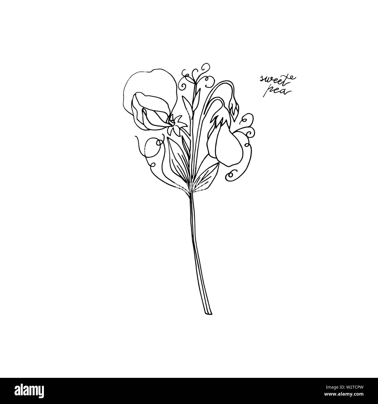 hand drawn sweet pea flower. floral design element isolated on white background. stock vector illustration. Stock Vector