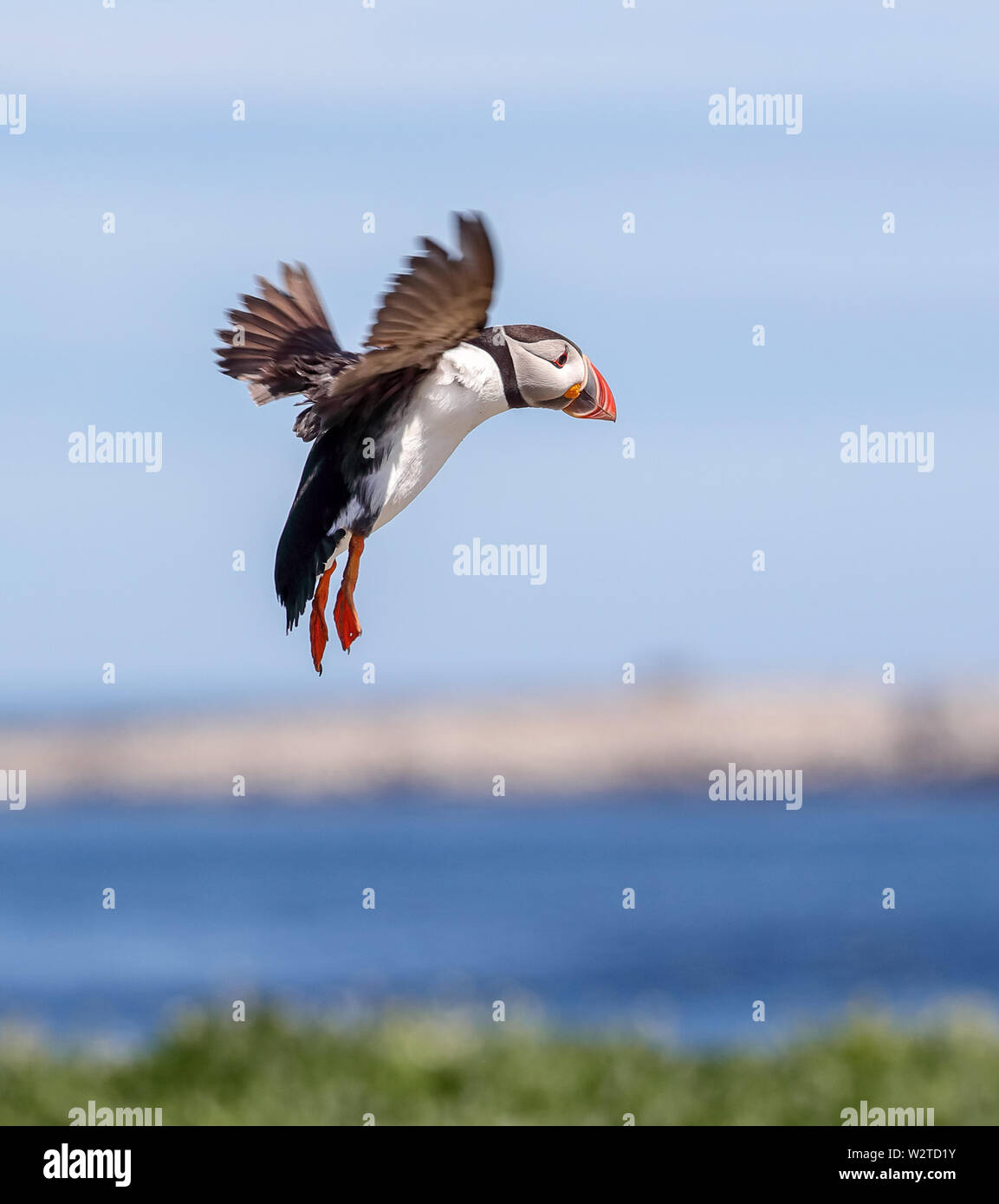 Puffin (Fratercula arcticula) Stock Photo