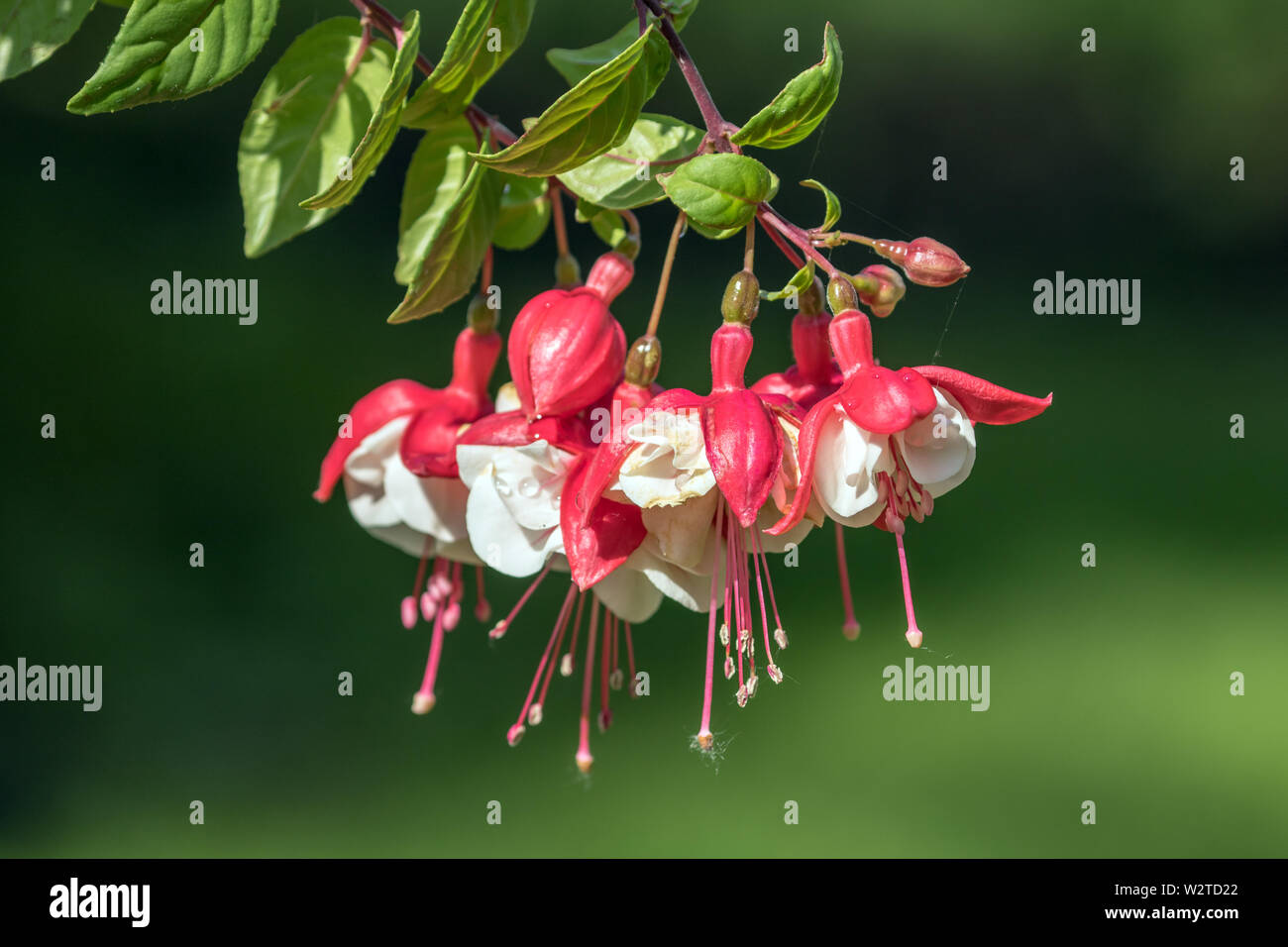 Closeup details of beautiful pink and white Fuchsia flowers and buds in Canadian garden. This plant is native to South America Stock Photo