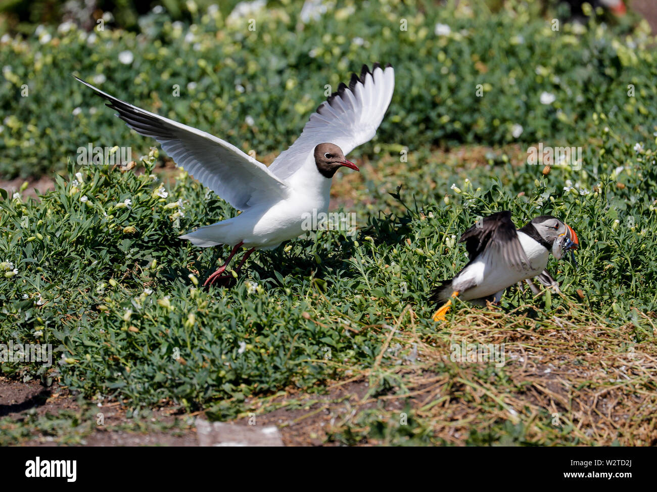 Puffin  being chased by Black headed gull Stock Photo