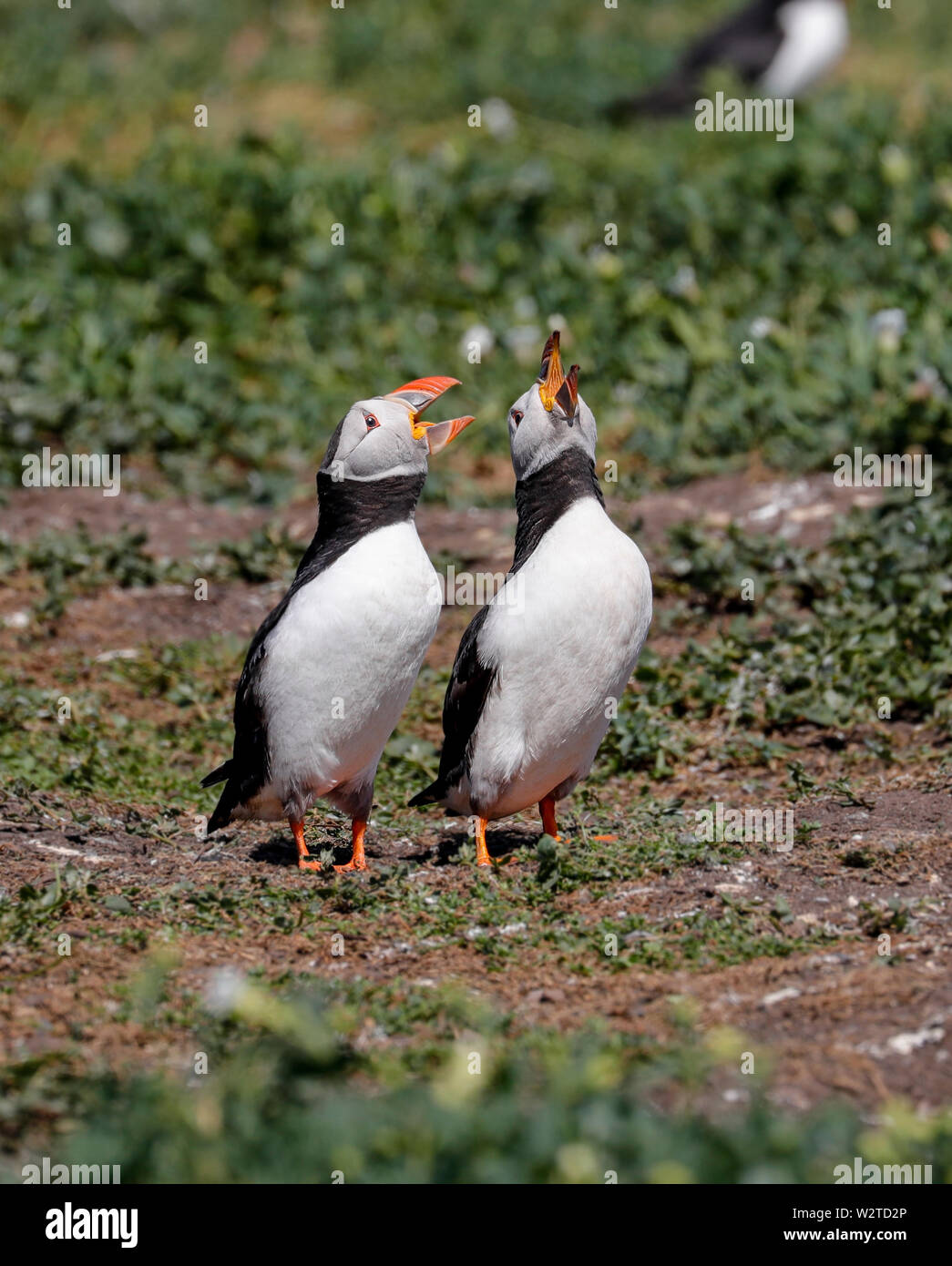Atlantic puffin breeds hi-res stock photography and images - Alamy