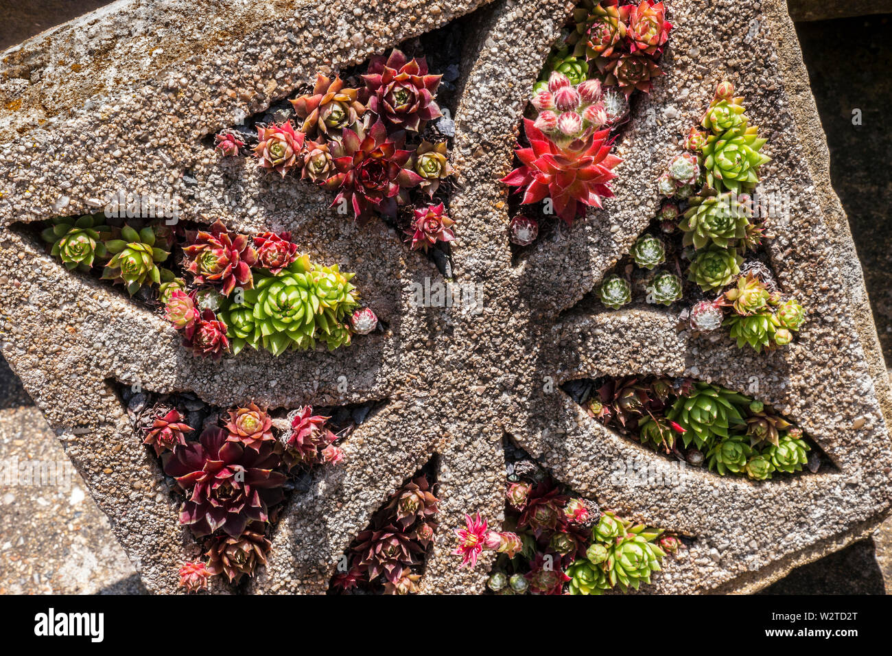 SEMPERVIVUM Crassulaceae (stonecrop) sometimes called houseleeks, alpine succulents that have intricate leaf rosettes in a range of colours,  reddish rock garden plants of the houseleek that need full sun to keep their vibrant hue growing in this styled stone feature Stock Photo