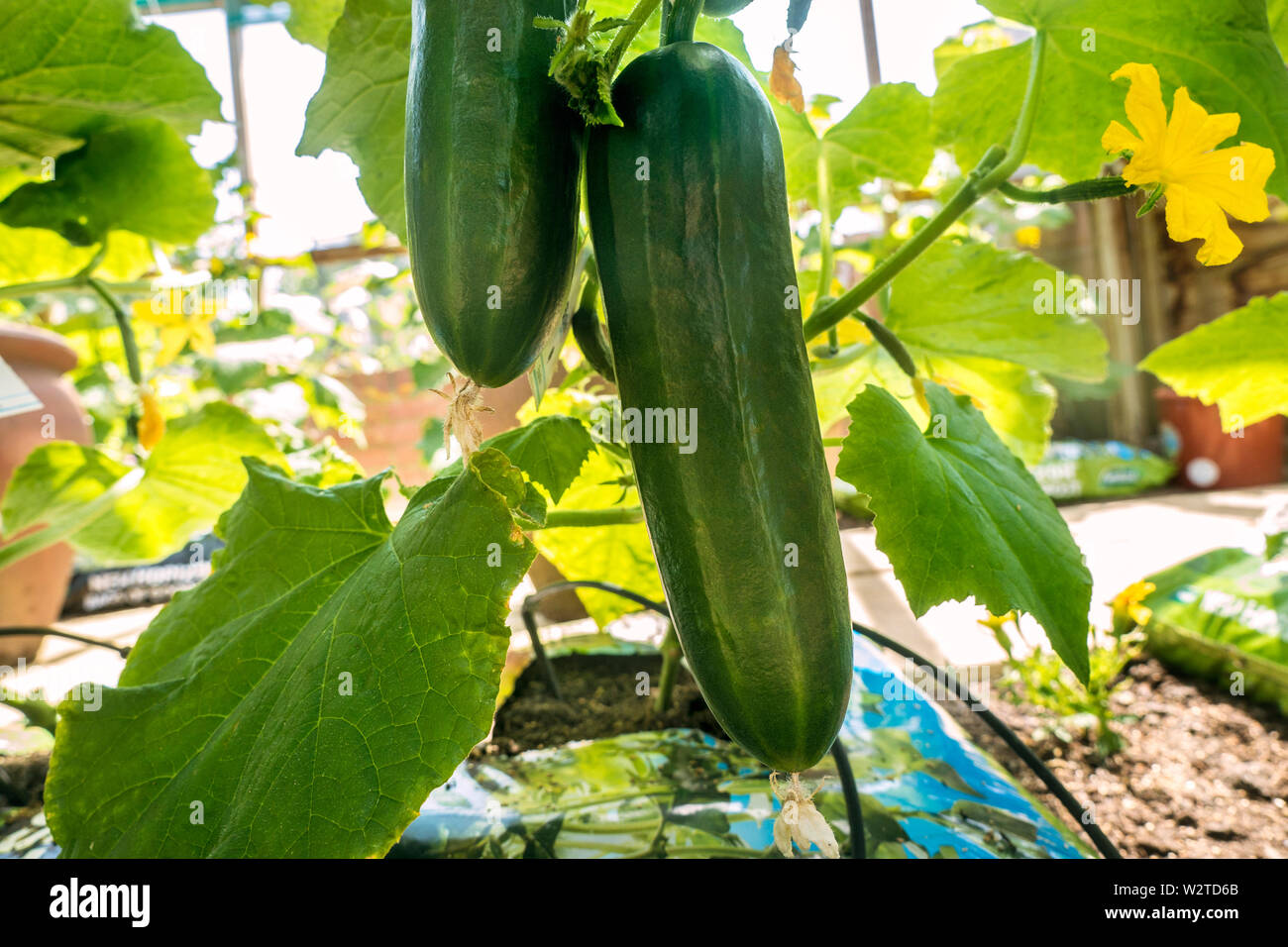 Socrates organic cucumber seeds parthenocarpic hires stock photography