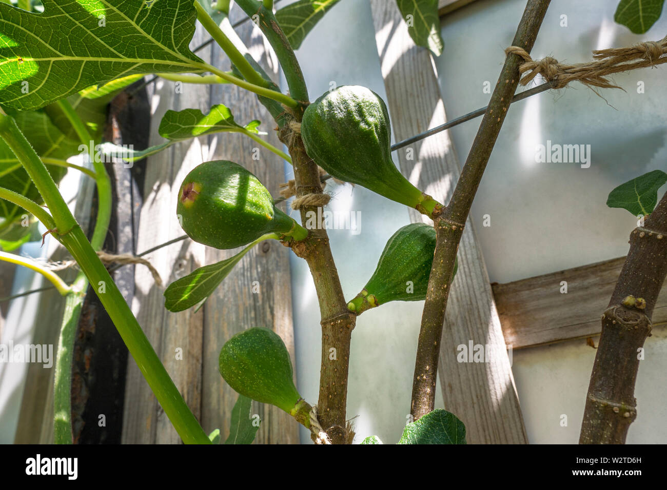 FIG Spring growth Ficus carica ‘Brown Turkey’ Fig Family Moraceae Trained Tree Deciduous (‘Brown Naples’) is a prolific and reliable variety. In long hot summers it will produce an abundant crop of brown, pear-shaped fruit with red flesh. Stock Photo