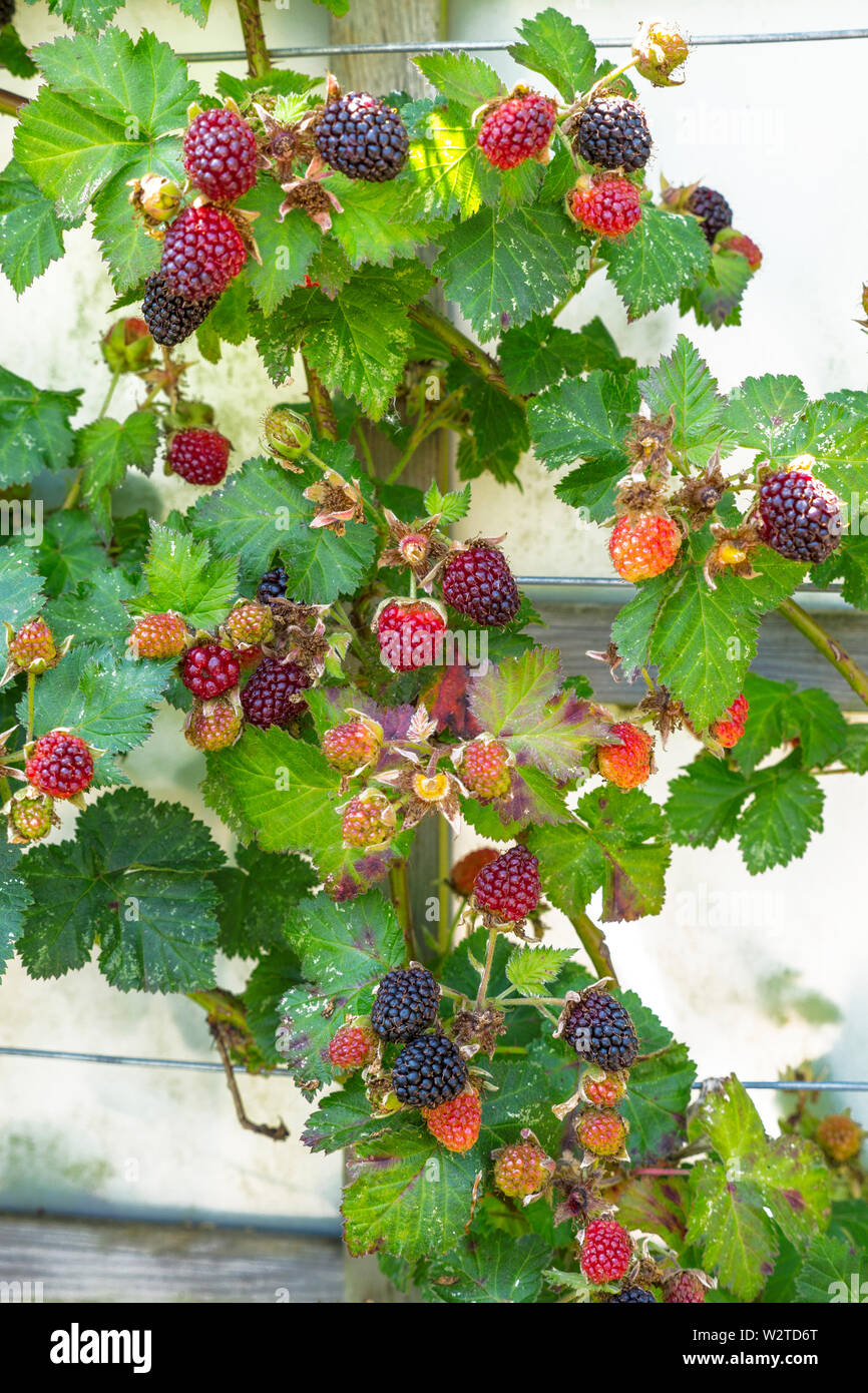 Cultivated blackberries trained ripening and maturing. An edible berry fruit produced by many species in the genus Rubus in the family Rosaceae, hybrids among these species within the subgenus Rubus, and hybrids between the subgenera Rubus and Idaeobatus. Stock Photo