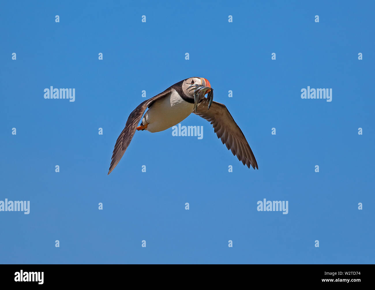 Puffin (Fratercula arcticula) Stock Photo