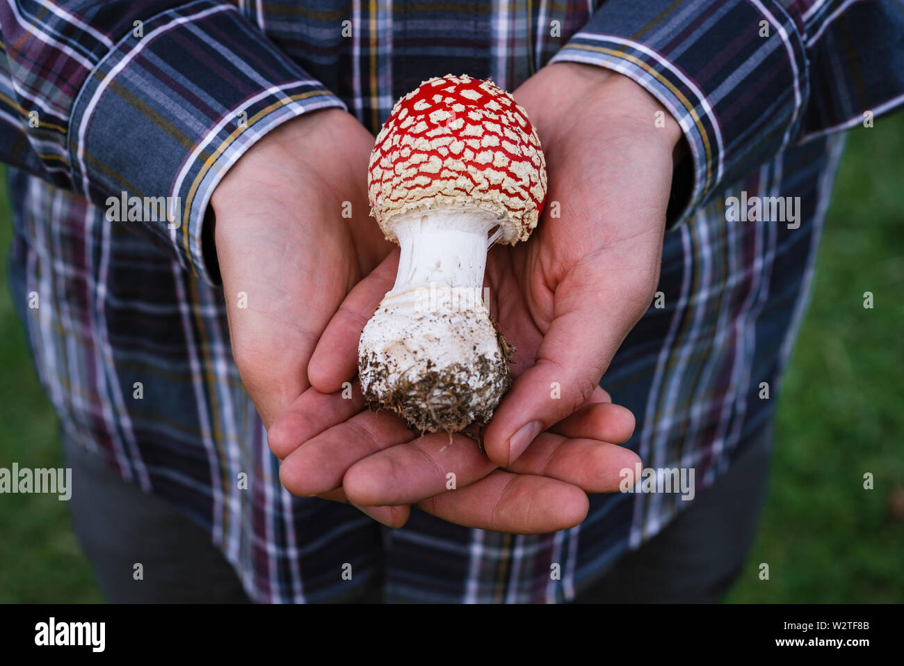 Red poisonous mushroom amanita (muscaria) in the hands of a guy. Beauty in nature Stock Photo