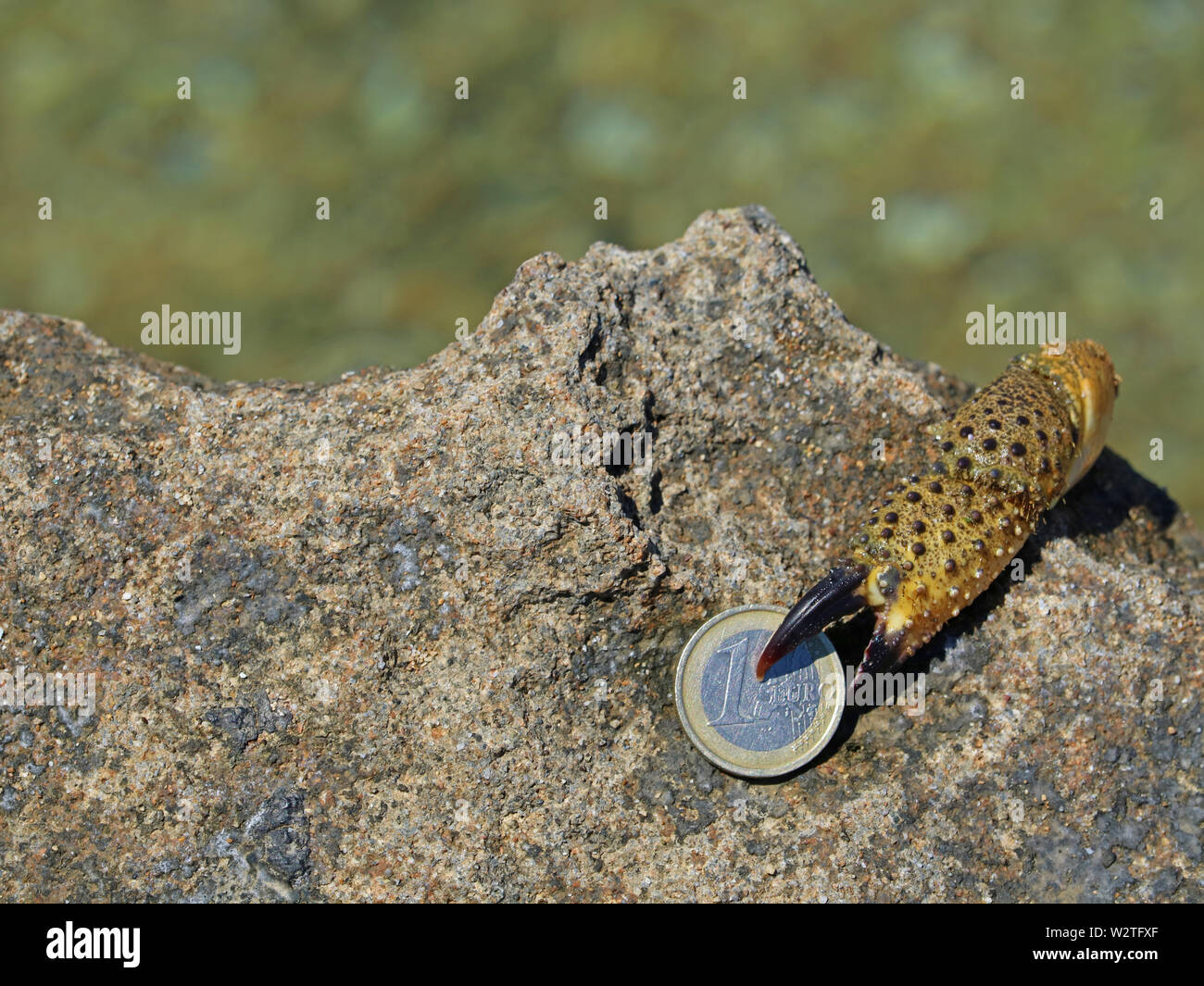 crab on coast try to grab one euro coin, concept of theft on vacation Stock Photo