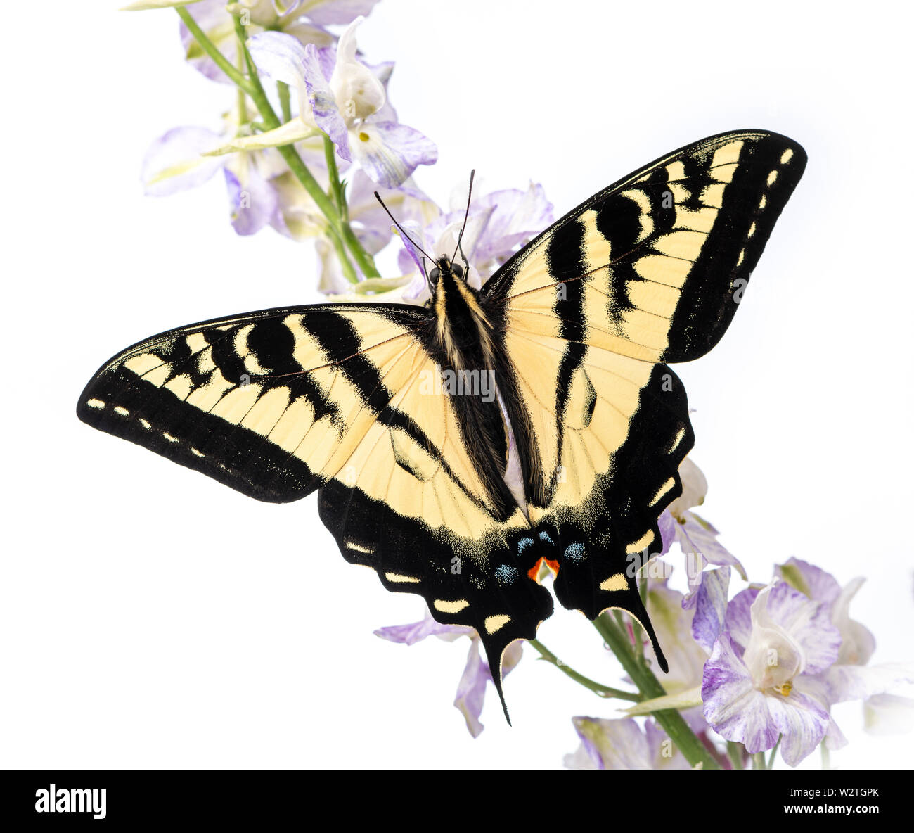 Western Tiger Swallowtail (Papilio rutulus) on a flower with wings open - top view on a white background Stock Photo