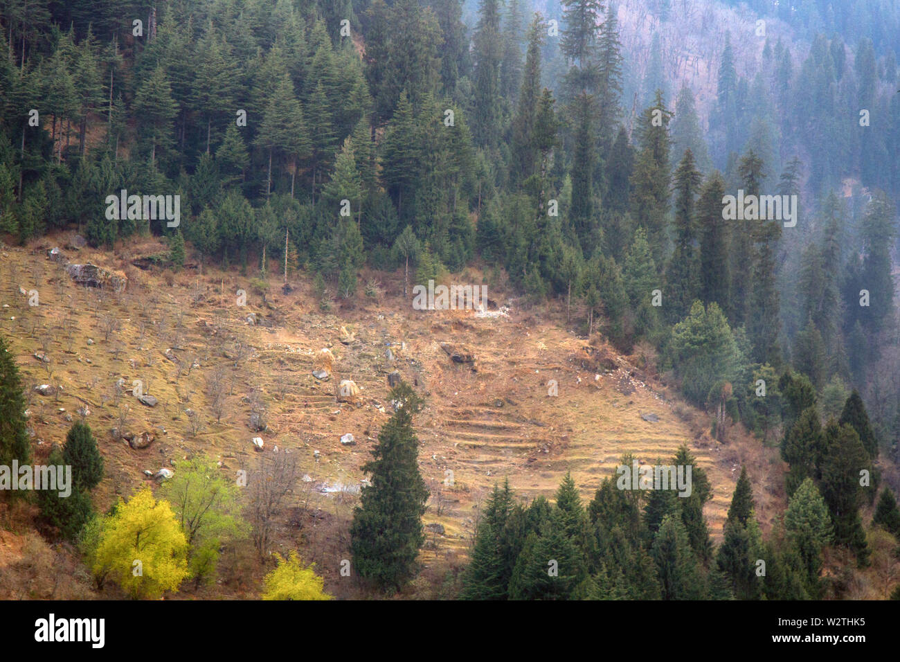 Deforestation in the Pre-Himalayas to create terraced agriculture. India, the valley of the river Parvati, Shiva mountains. Conflict of forestry and a Stock Photo