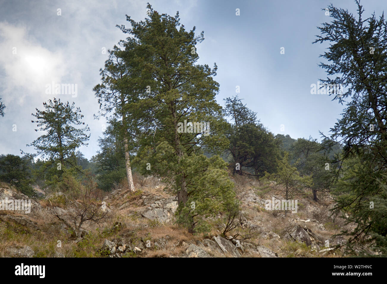 Sparse coniferous forest on the dry slope of the Pre-Himalayas. India, mountains of Sivalik Stock Photo