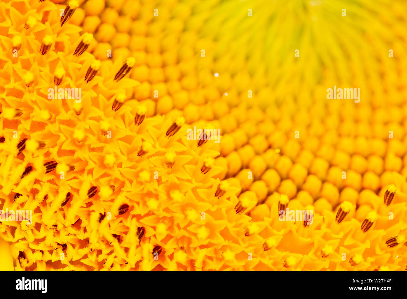 yellow sunflower inflorescences natural texture , background Stock