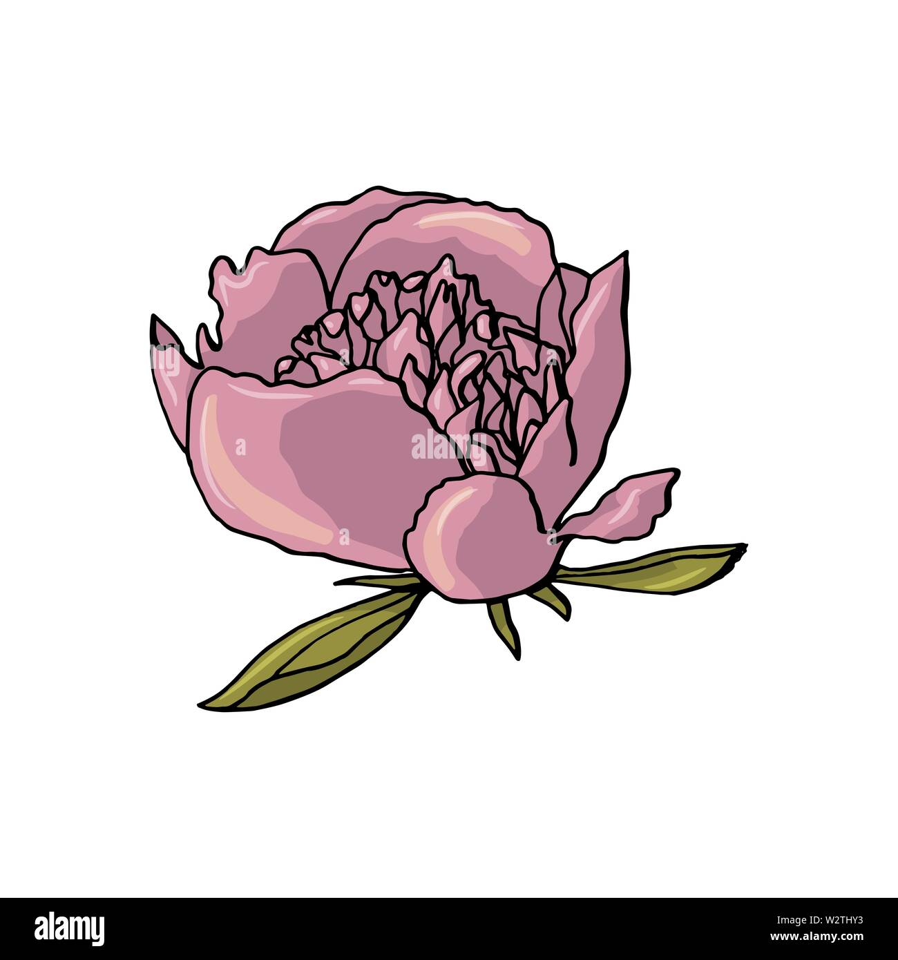 hand drawn peony flower. floral design element isolated on white ...