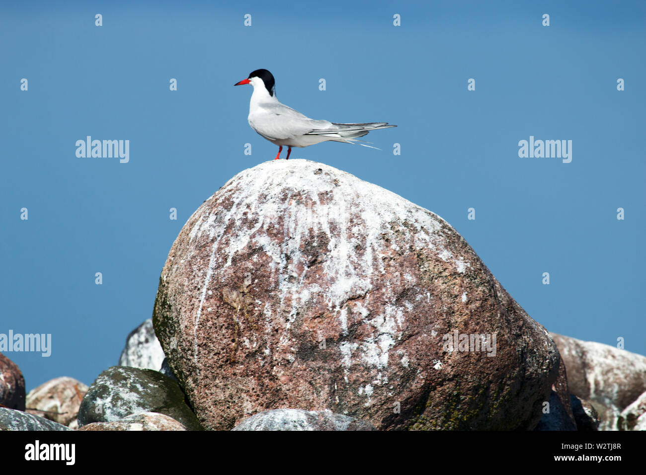 Adult common tern (Sterna hirundo) on a huge boulder-judging by the feces is a permanent residence of seabirds Stock Photo
