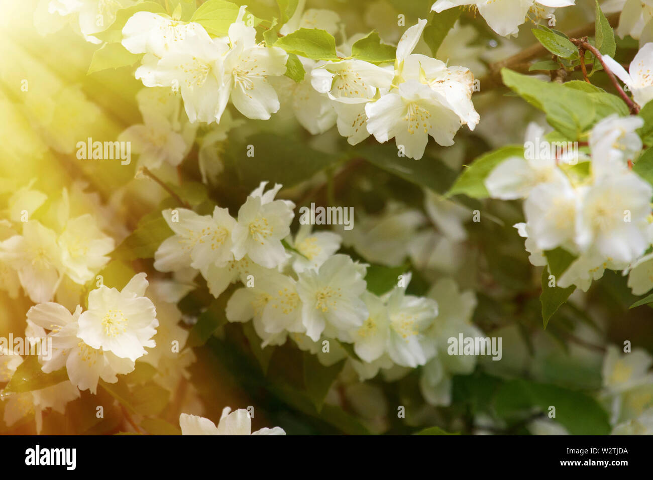 Syringa Stock Photos Syringa Stock Images Page 10 Alamy