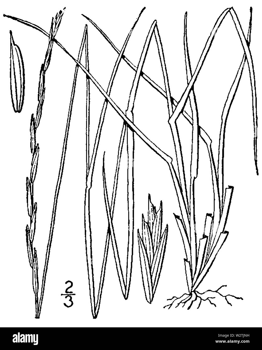 Elymus trachycaulus ssp trachycaulus (as Agropyron tenerum) BB-1913 Stock Photo