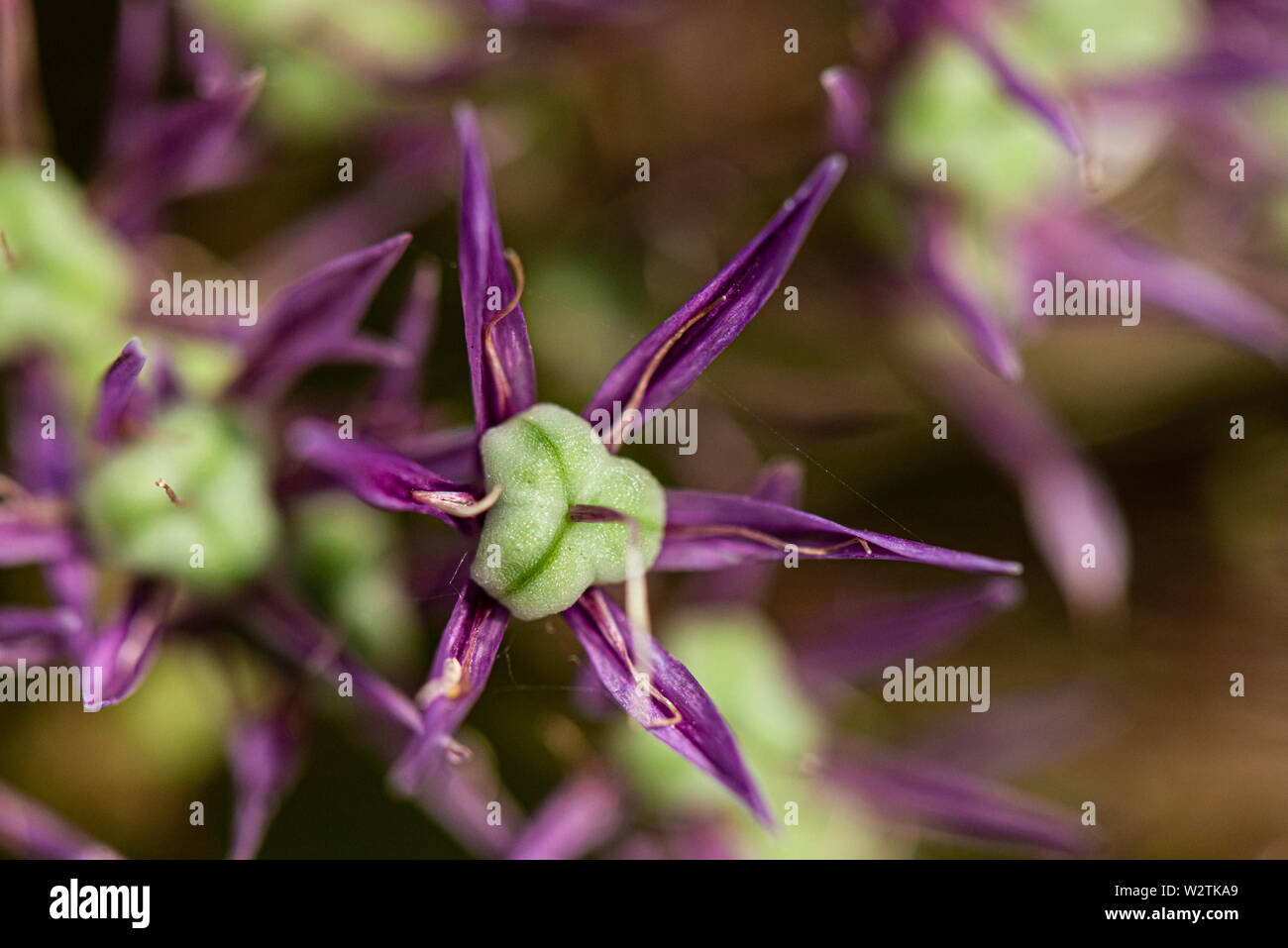 A close up of a flower on the flower head of an Allium 'Globemaster' Stock Photo