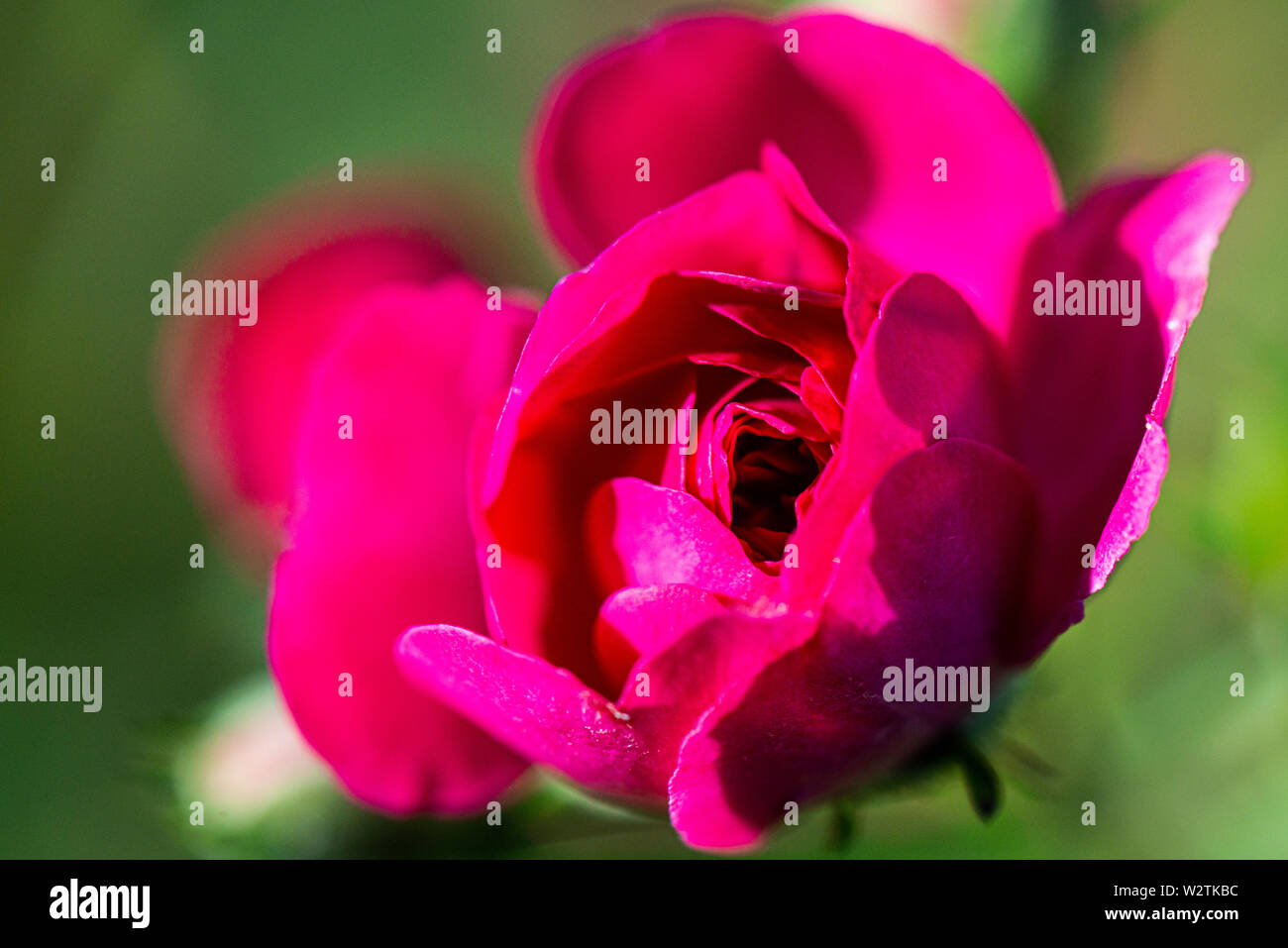 Pinkish colour hi res stock photography and images Alamy Pinkish colour hi res stock photography and images Alamy