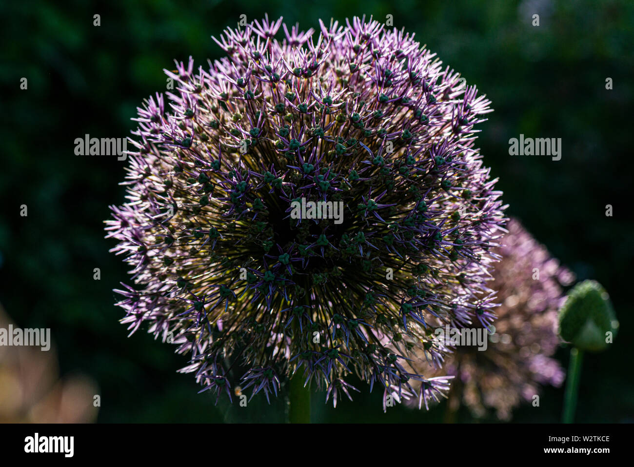 The flower head of an Allium 'Globemaster' Stock Photo