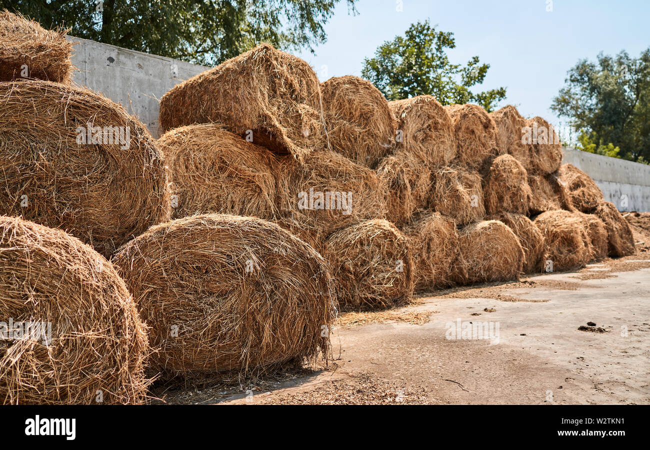 harvested hay stacks Stock Photo Alamy