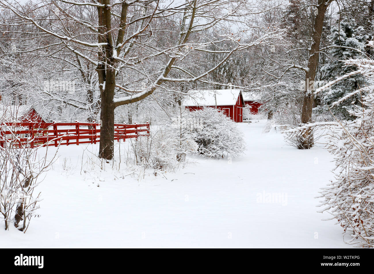 Scenic view with red barns and boundary in the covered by fresh snow woods. Morning after blizzard. Agriculture, farming and rural life at winter back Stock Photo