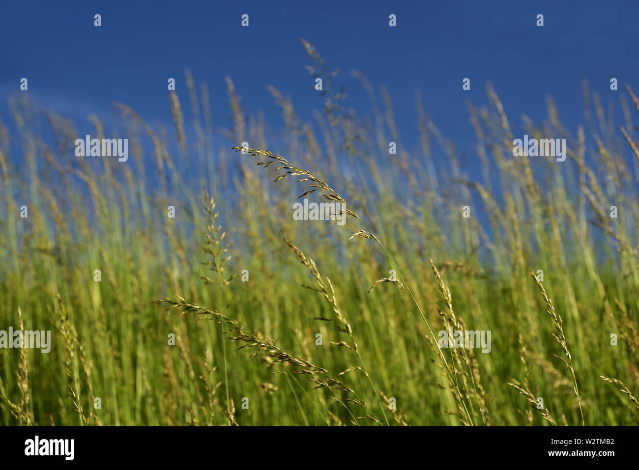 Green fresh grass in front of blue sky in summer Stock Photo