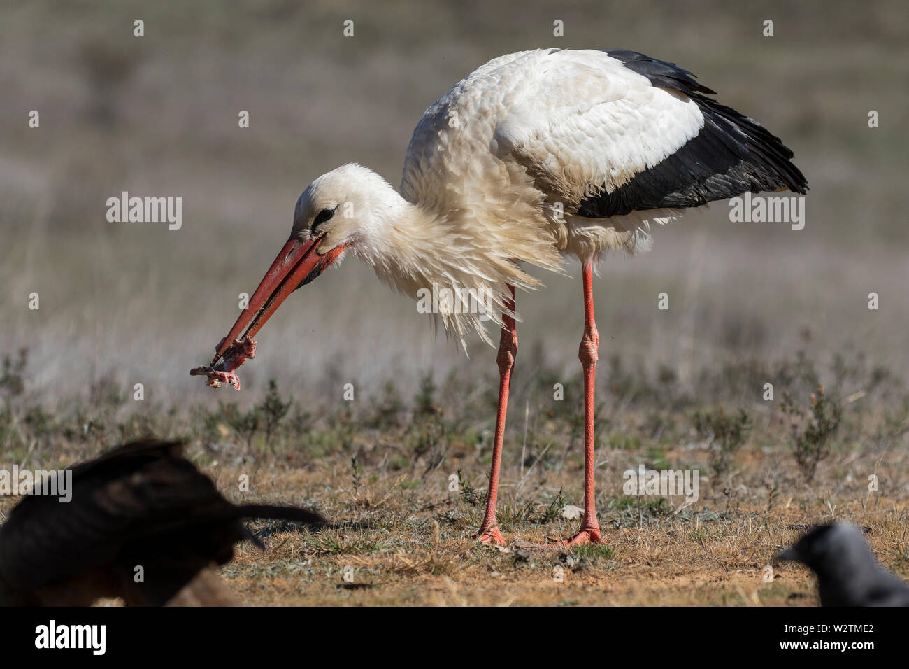 Birds - White stork (Ciconia ciconia) feeding on a meadow in summer. Spain - Europe Stock Photo