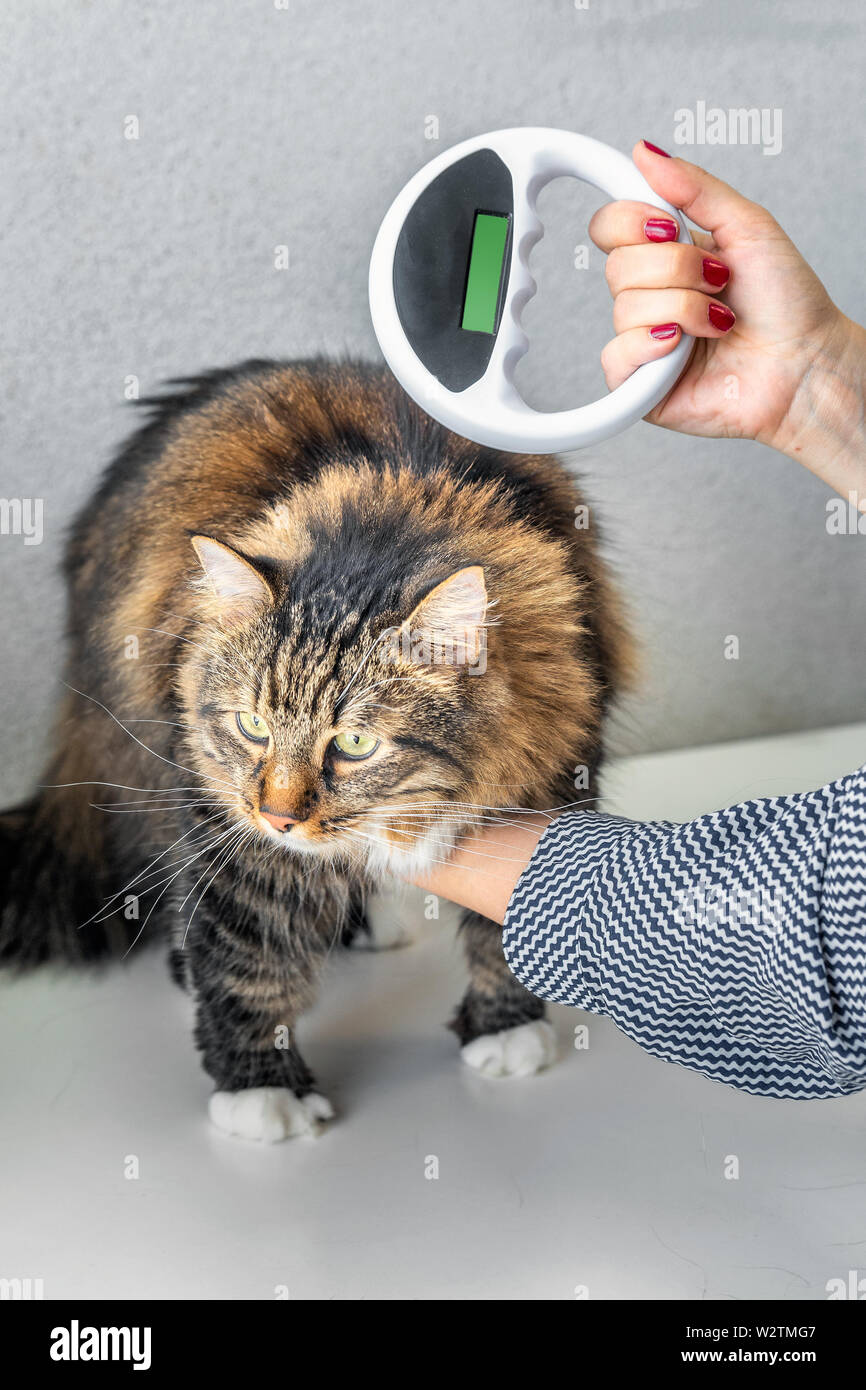 Cat vet chip hires stock photography and images Alamy