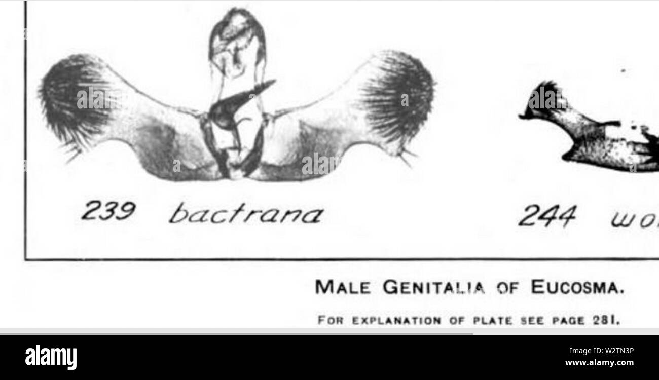 Eucosma bactrana male gentilia sketch of male gentilia, 1922 Stock Photo