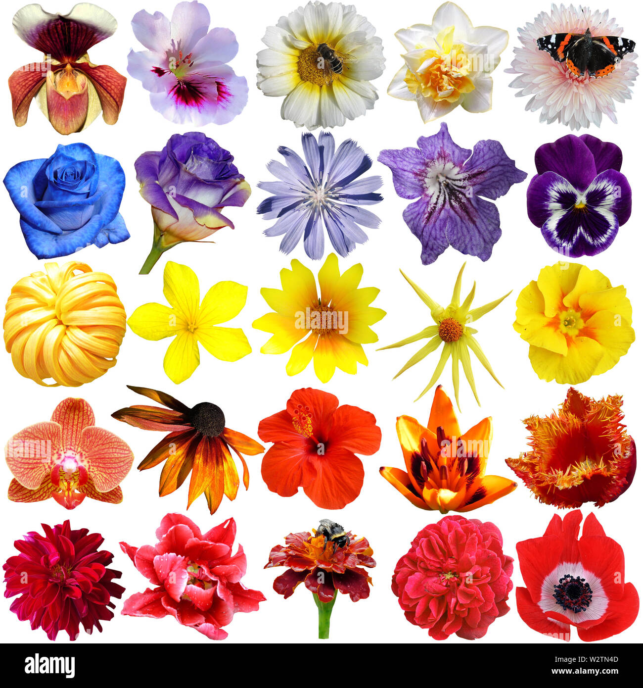 Big Selection of Various Flowers Isolated on White Background Stock Photo