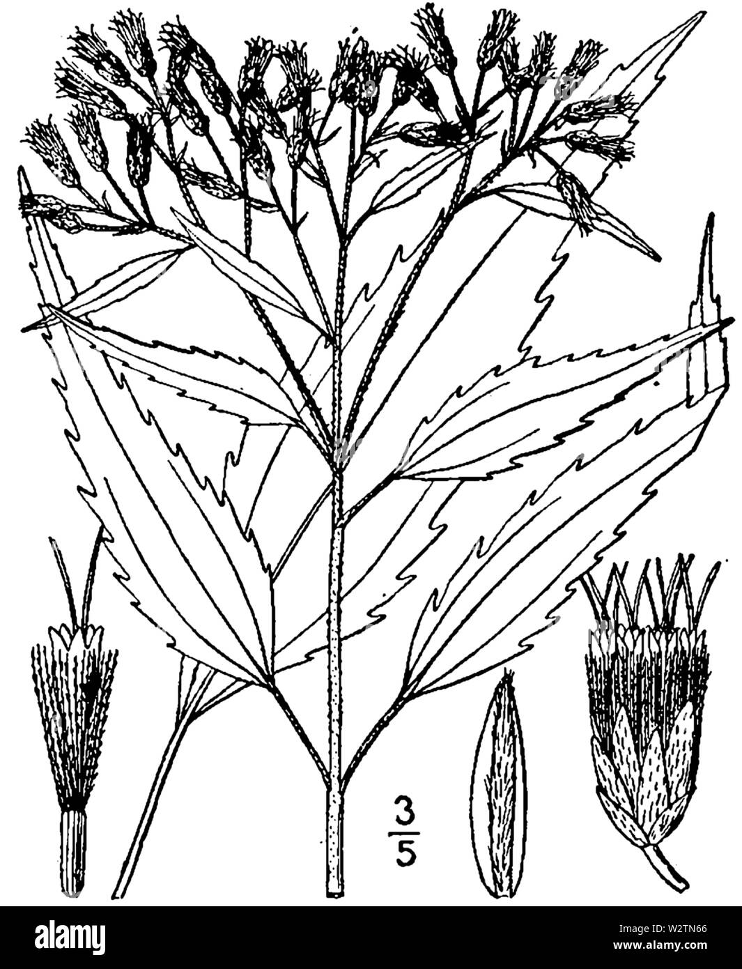 Botanical illustration of Eupatorium serotinum from 1913. Stock Photo