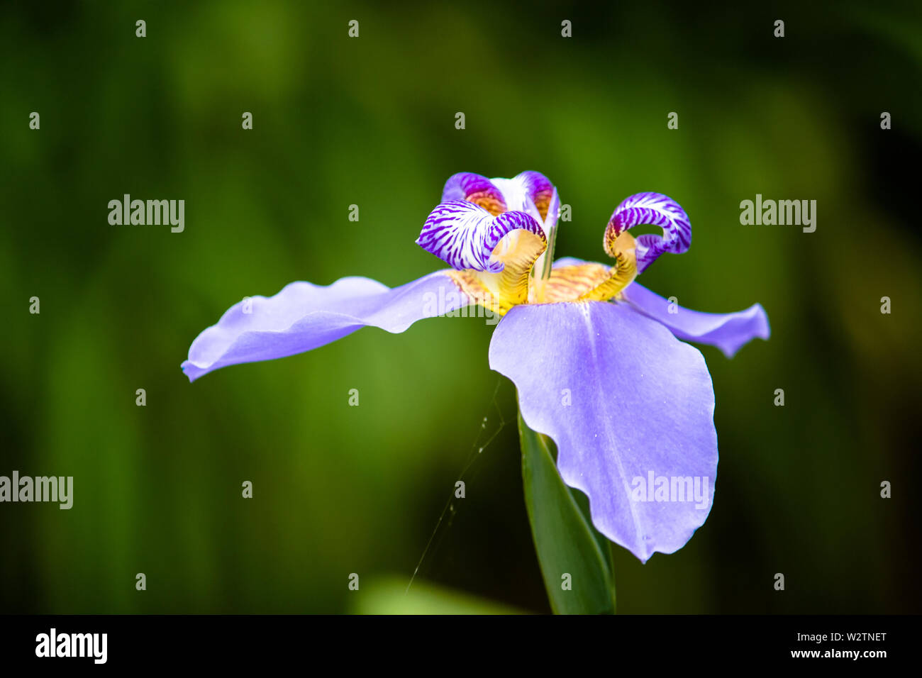 Detail of blue purple Walking Iris (Neomarica caerulea) flower macro isolated on green bokeh background out of focus. Flower with bright colors of blu Stock Photo