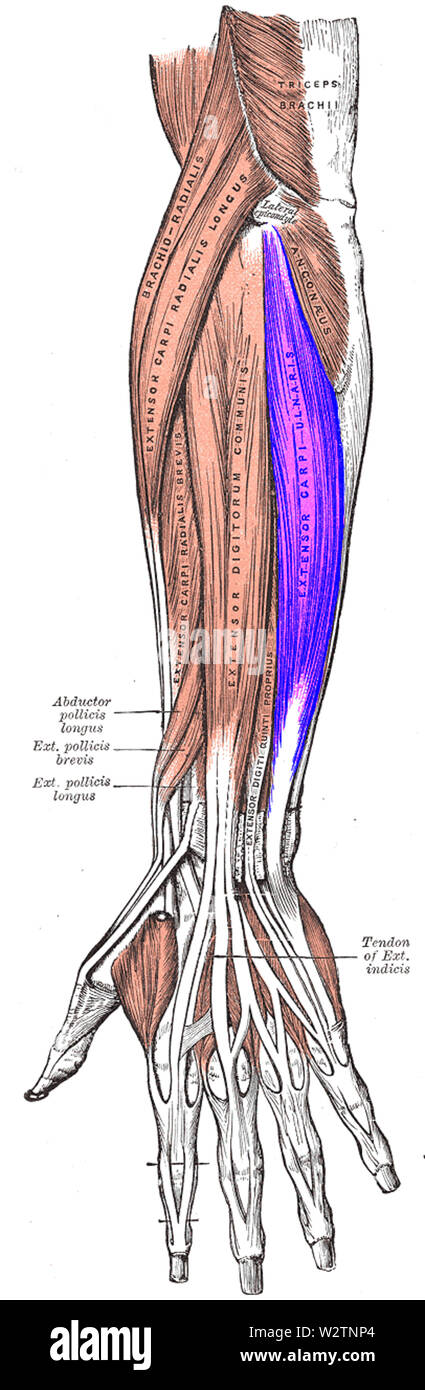 Extensor carpi ulnaris muscle Stock Photo