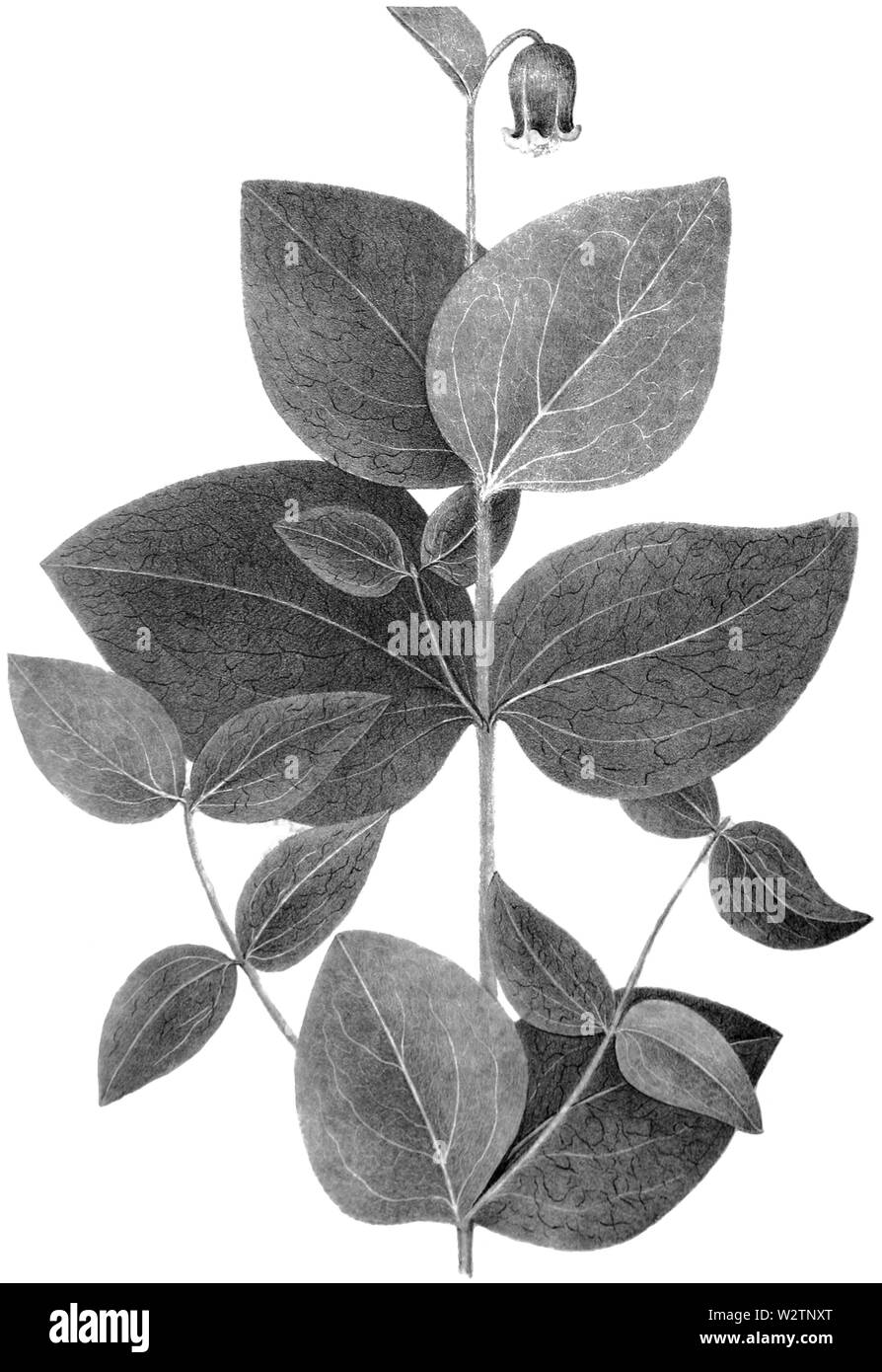 Clematis clematis varieties Black and White Stock Photos & Images - Alamy