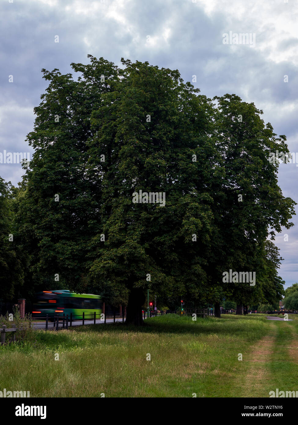Midsummer Common, Cambridge, England, UK A European horse chestnut