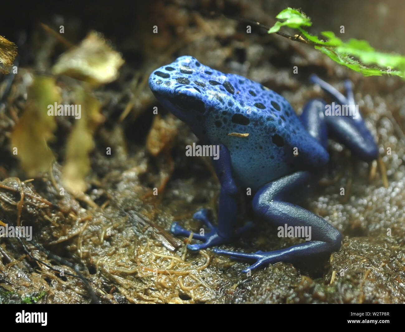 close up side on shot of a blue poison frog Stock Photo