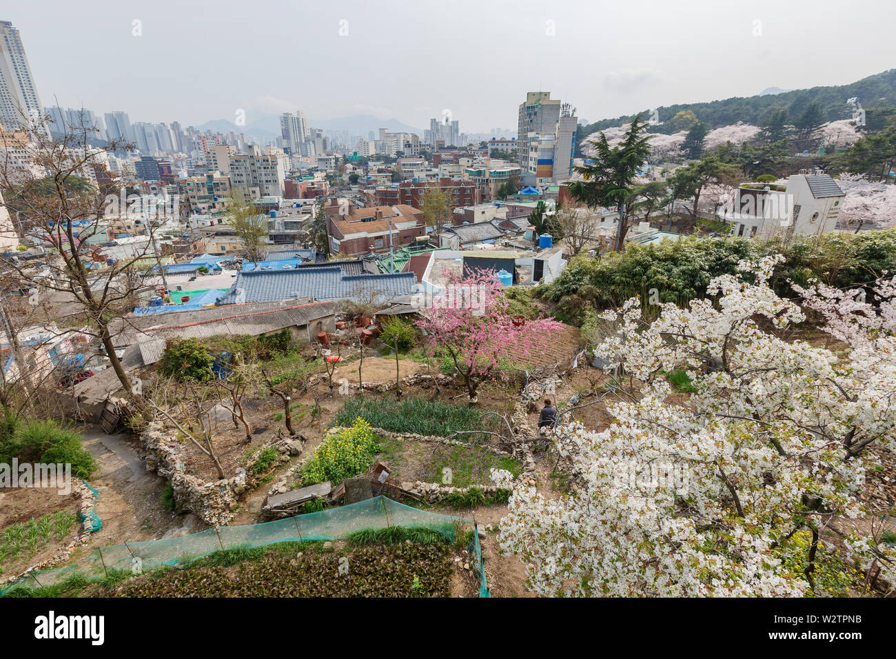 Beautiful cherry tree blossom in Geumgang Park at Busan, South Korea Stock Photo
