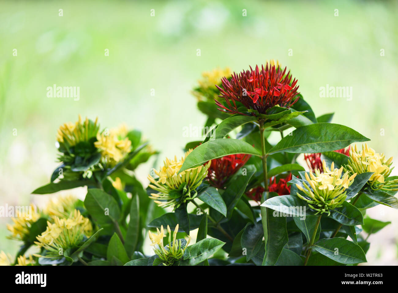 Ixora flower red and yellow blooming in the garden beautiful nature green background / Chinensis Ixora coccinea Stock Photo